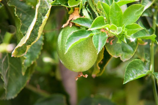 Fresh passion fruit in the garden .