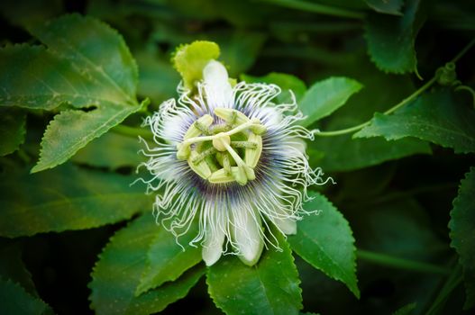 Exotic Maracuja (passion fruit) flower .