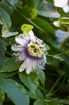 Exotic Maracuja (passion fruit) flower .