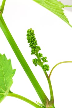 Grape leaves isolanted on white