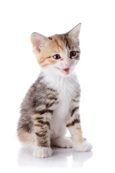 Multi-colored small kitten. Kitten on a white background. Small predator.