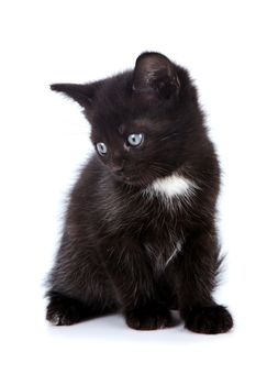 Black small kitten. Kitten on a white background. Small predator.