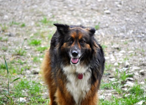 Friendly dog stares into camera