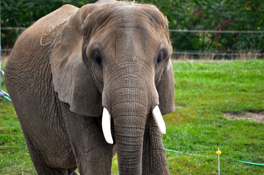 Elephant at the Indianapolis Zoo