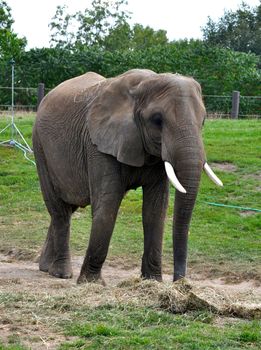 Elephant at the Indianapolis Zoo