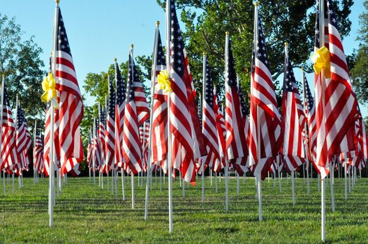 American Flags all in a row