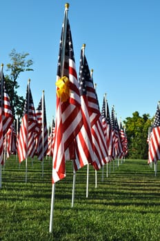 American Flags all in a row