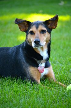 Meagle - Min-Pin Beagle Mixed Breed Dog