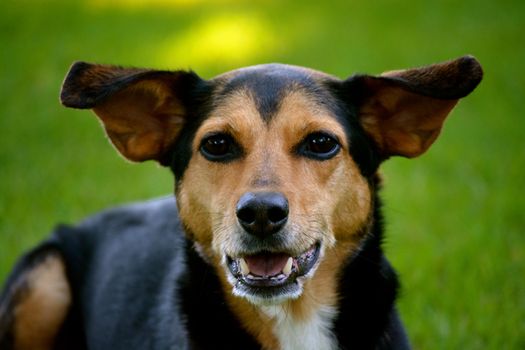 Meagle - Min-Pin Beagle Mixed Breed Dog