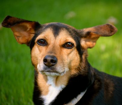 Meagle - Min-Pin Beagle Mixed Breed Dog