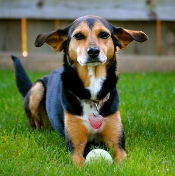 Meagle - Min-Pin Beagle Mixed Breed Dog