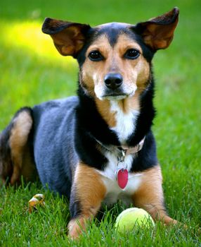 Meagle - Min-Pin Beagle Mixed Breed Dog