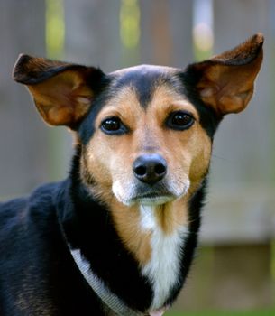 Meagle - Min-Pin Beagle Mixed Breed Dog