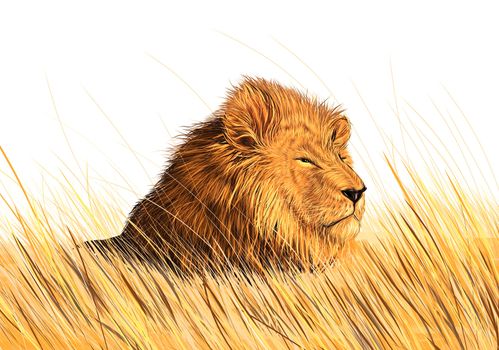 Lion in the meadow.