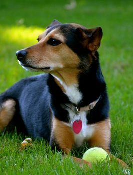 Meagle - Min-Pin Beagle Mixed Breed Dog