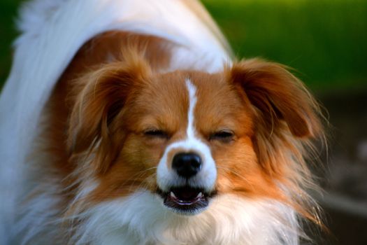 Pappillon Puppy Stares at the Camera