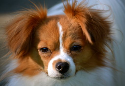 Pappillon Puppy Stares at the Camera
