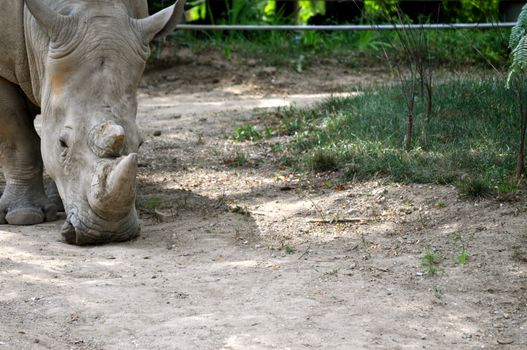 Rhinoceros at the Indianapolis Zoo