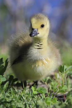 Baby Canada Goose (Branta canadensis)