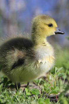 Baby Canada Goose (Branta canadensis)