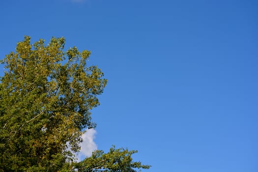 Tree with clouds and blue sky background
