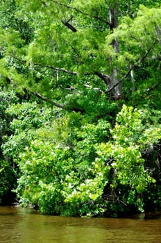 Waccamaw River in South Carolina