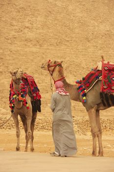 Bedouin with camels near Pyramid of Khafre, Cairo, Egypt