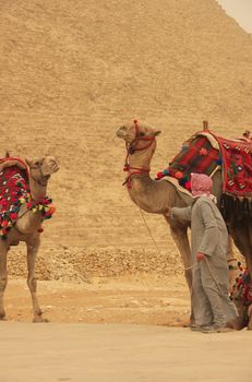 Bedouin with camels near Pyramid of Khafre, Cairo, Egypt