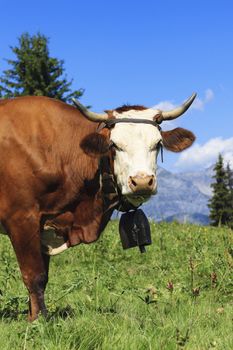 Beautiful cow in french alps landscape