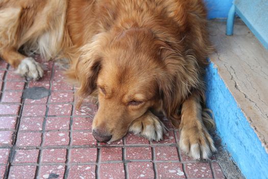 red dog sleeping on the tile near the house