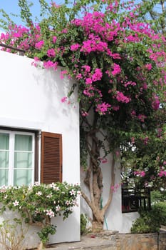 Greek landscape with house and a pink flowering bush