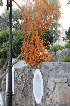 palm branch with fruits near a stone wall