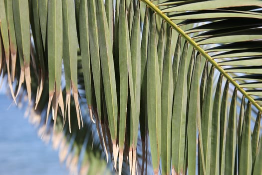 green palm against the blue sky and sea