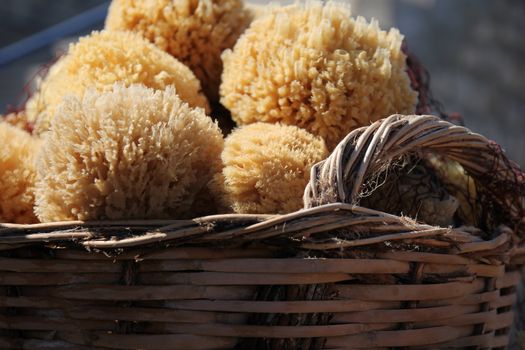 sea sponges caught networks in a wicker basket