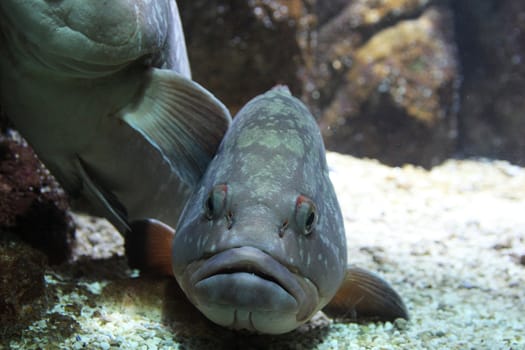 large sea fish swimming in an aquarium