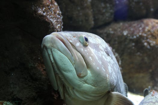 large sea fish swimming in an aquarium
