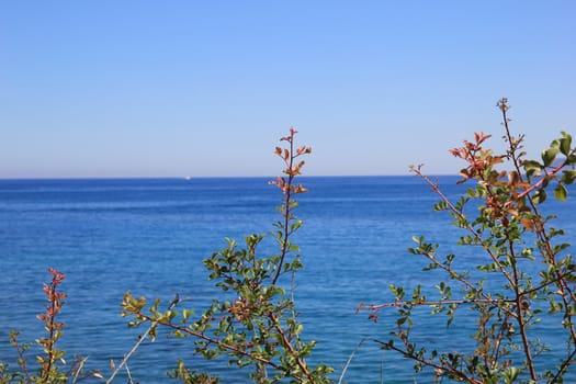 mountain plants on the background of sky and sea landscape























