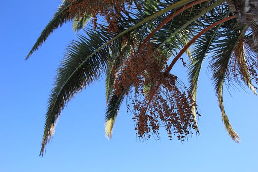 branches of palm trees against the blue sky