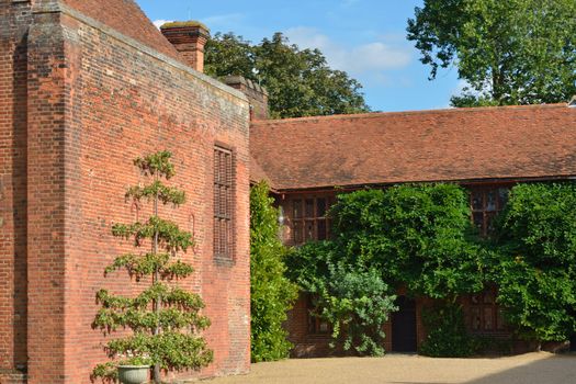 Trained apple tree and branches on brick wall