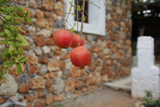 ripe pomegranate fruit on the tree in the garden of the Greek
