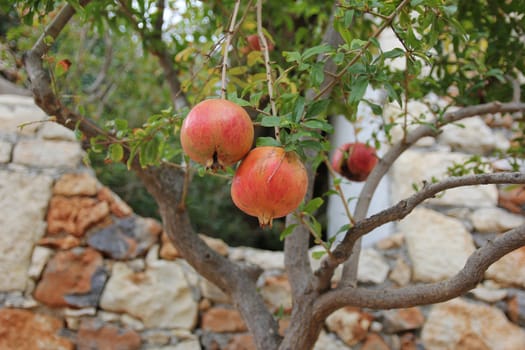 ripe pomegranate fruit on the tree in the garden of the Greek
