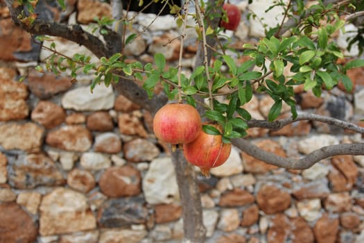 ripe pomegranate fruit on the tree in the garden of the Greek