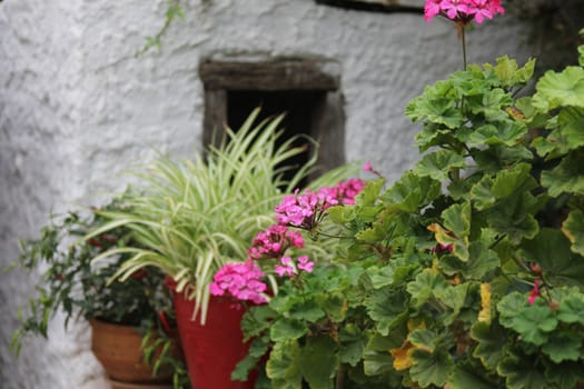 Plants in clay pots in a Greek village courtyard