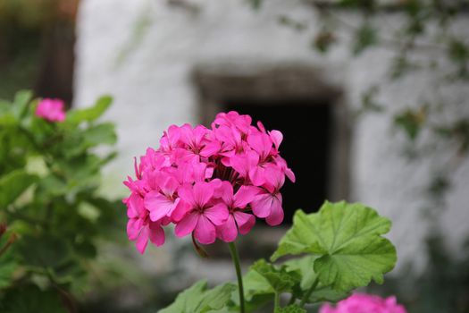 geraniums in clay pots in a Greek village courtyard
