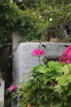 geraniums in clay pots in a Greek village courtyard
