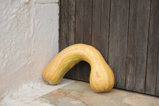 yellow pumpkin behind the curve on the threshold