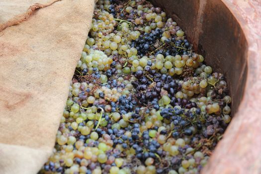 ripe grapes in a large keg prepared to extrude