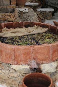 ripe grapes in a large keg prepared to extrude
