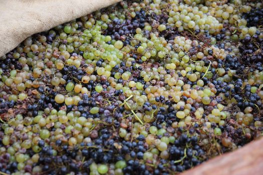 ripe grapes in a large keg prepared to extrude
