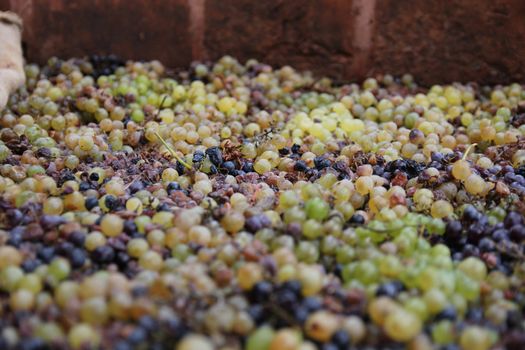 ripe grapes in a large keg prepared to extrude
